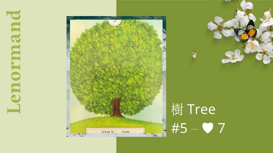 5.樹 Tree-夢想之路雷諾曼卡