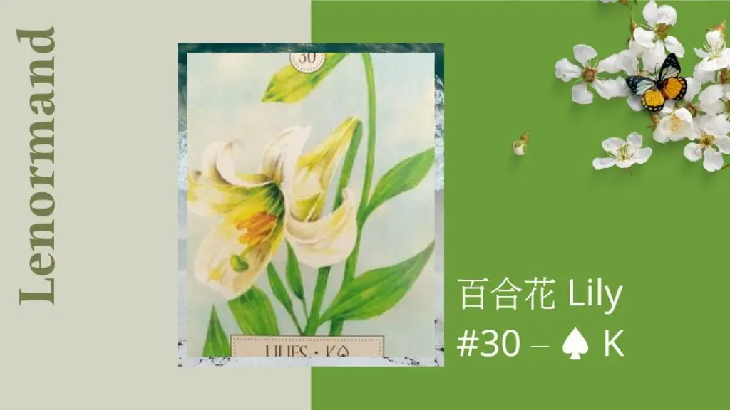 30.百合花 Lily-夢想之路雷諾曼卡