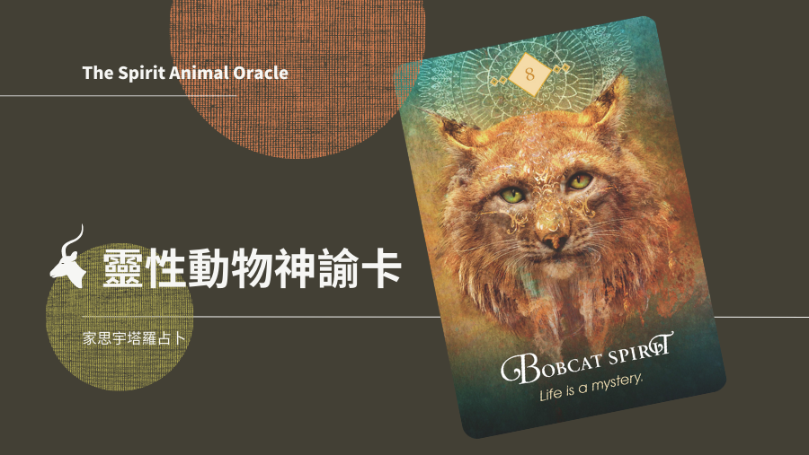8.山貓之靈 Bobcat Spirit
