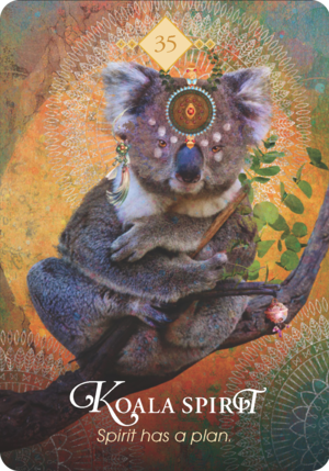 無尾熊之靈 Koala Spirit